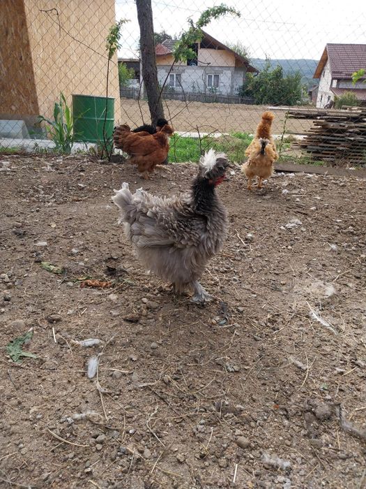 Oua pentru incubat gaini motate frezate si motate barboase