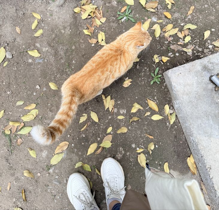 Кот хороших людей