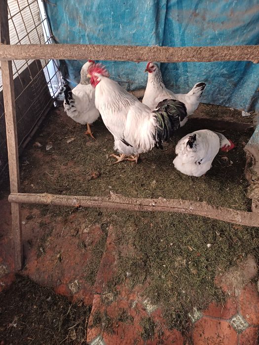 Куры серебристый Адлер