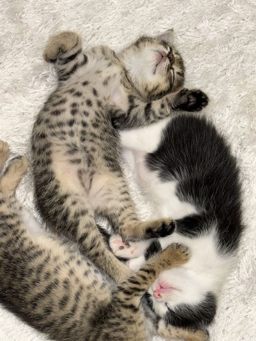 Отдам в хорошие ручки котят/4 кошки