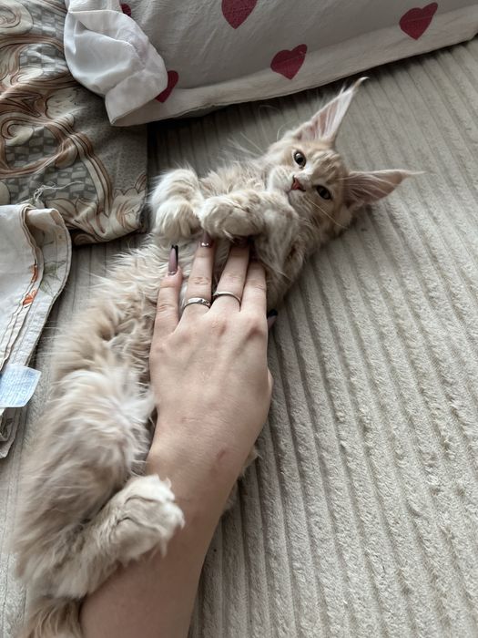 Котенок мейн кун