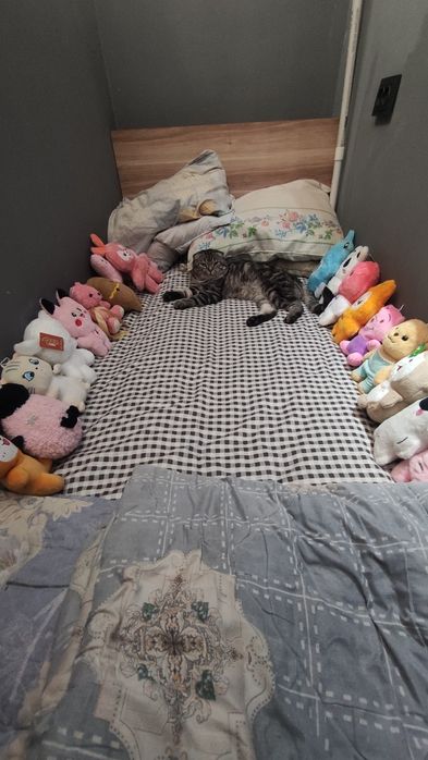 Отдам кота в хорошие руки к лотку приучен шотландский  вислоухий