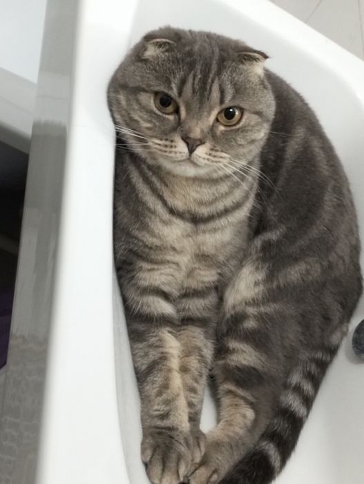 кошка веслаухая шотландка
