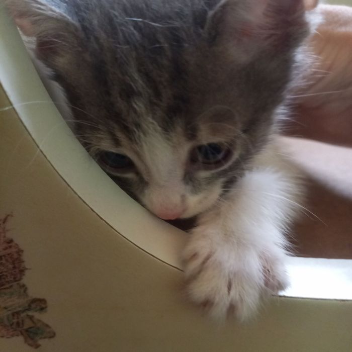 Котёнок мальчик  1 месяц