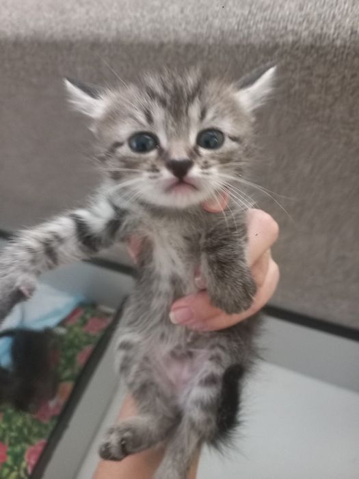 отдам трех котят