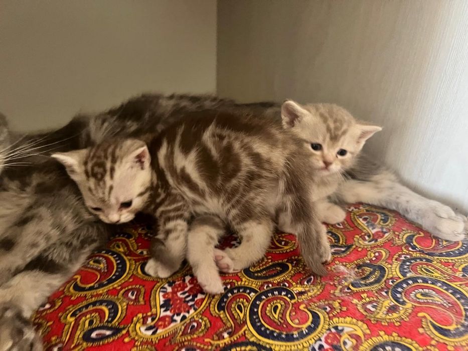 Продам Британских котят