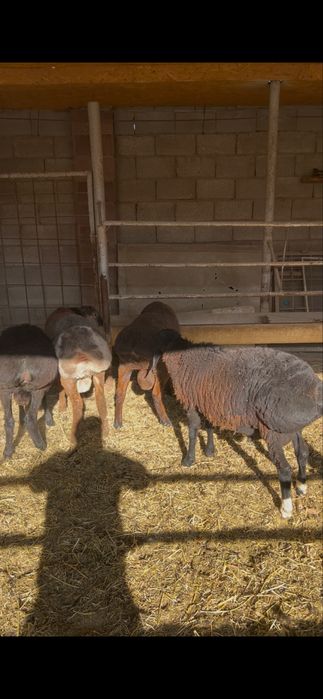 Кой кошкар баран