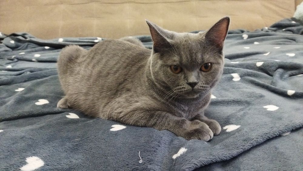 Срочно в хорошие руки кот кошка шотландская скоттиш страйт