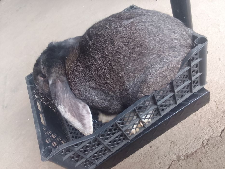 Кролик Коян еркек