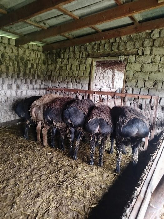 Кошкарлар сатылады 1 жасар семиз