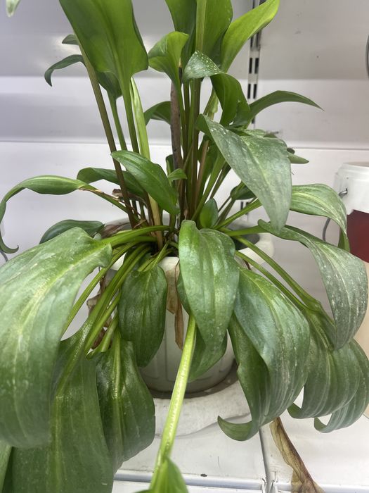 Гүлдер (Цветы)  гүлдер сатылады горшогімен