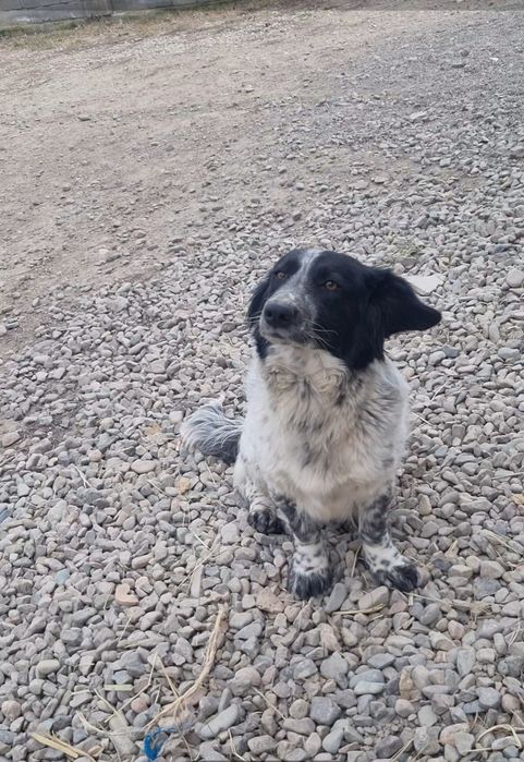 Чара в поисках семьи. Доставлю!