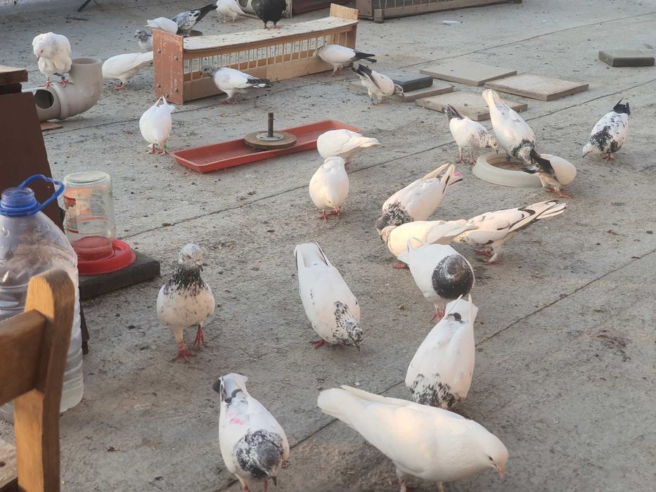 ВЫСОКО-лётных, игровых ИНДОПАКИСТАНСКИХ пискунов. молодых и взрослых.