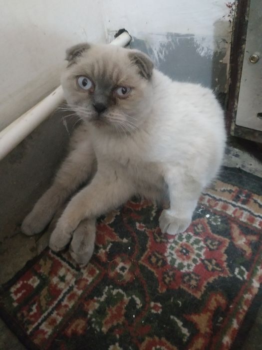 Продается Вислоухий кот
