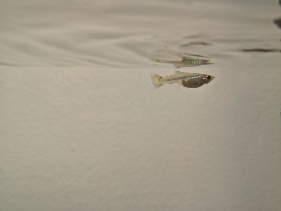 Donez pești Guppy