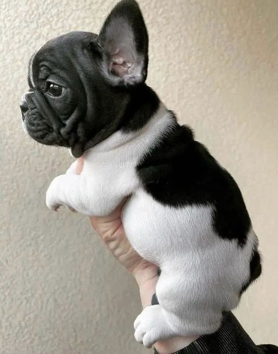 Bulldog francez mascul