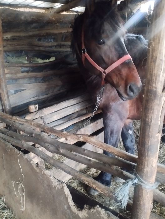 De vânzare mânz de 2 ani cine e interesat sa sune la 0774423055