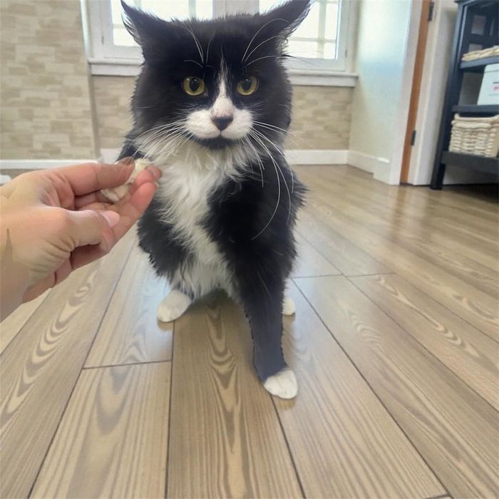 Кот в лучшую семью