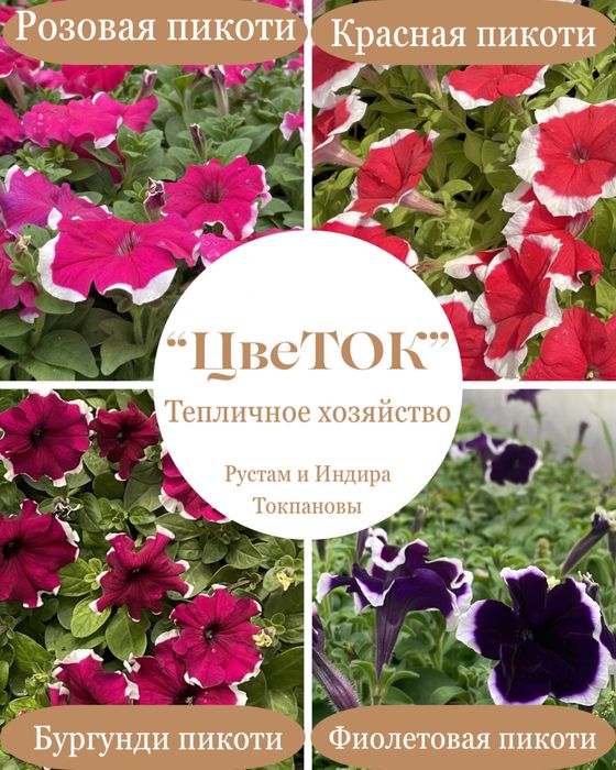 Петуния рассада цветы