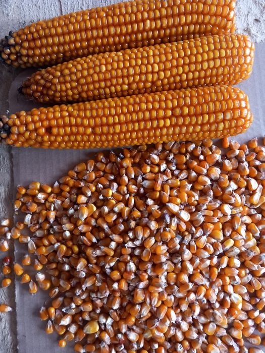 Vând grăunte sticlos  de mămăligă