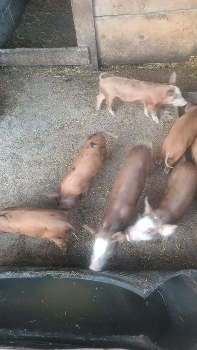 Vând în vârstă de 6 saptamani