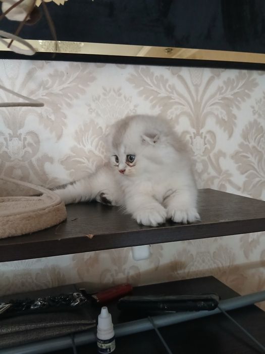 Пародистые Катята