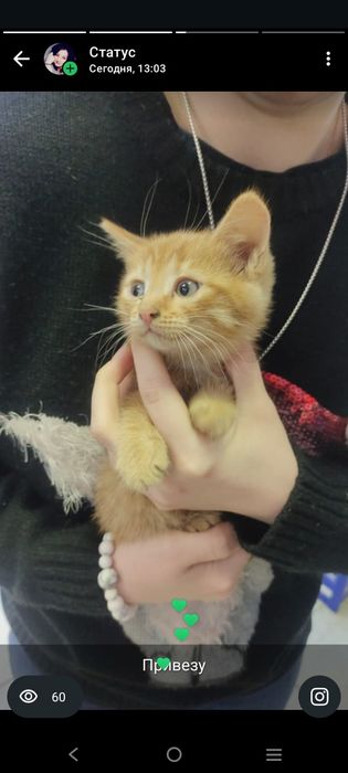 Отдадим котика в добрые руки