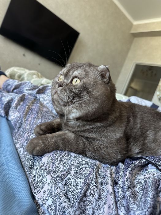 Кот жених , свадьба ))