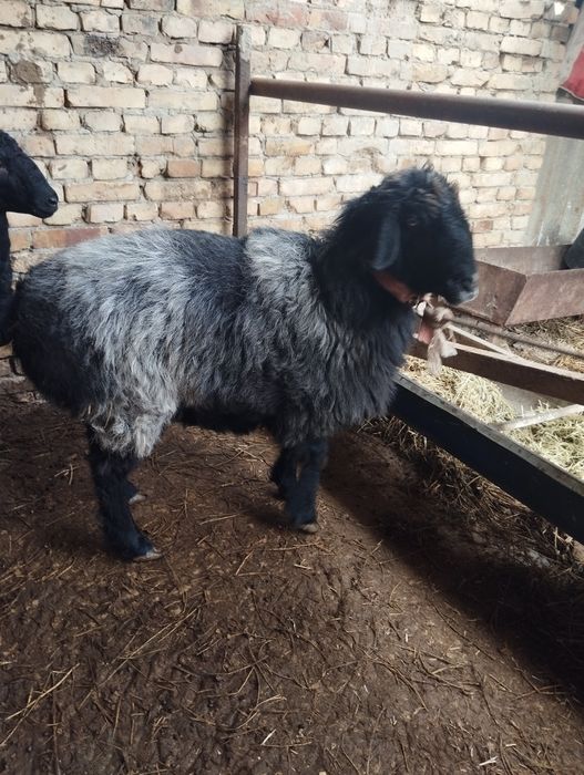 Qsir qoʻy sotiladi, Buxoro madaniyat.