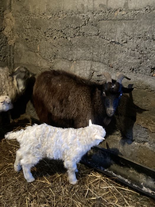 Продам коз. Ешкі сатамын