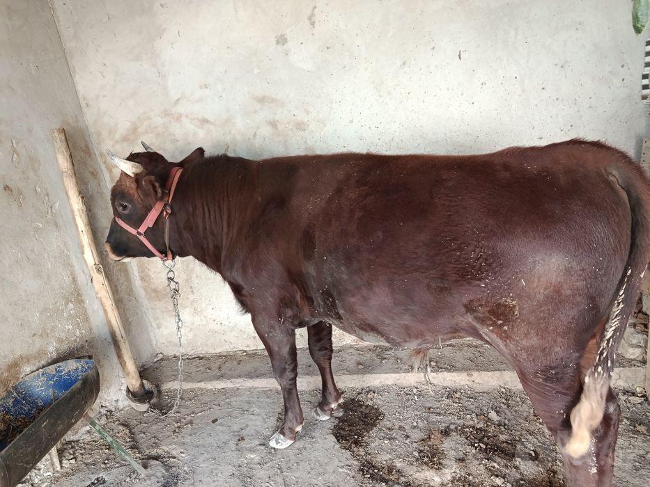 Buqa sotiladi shaxarni moli