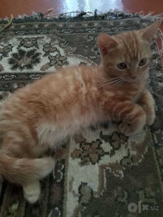 Котята Скоттиш Страйт