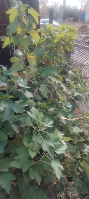 Продам саженец  смородины сибирской
