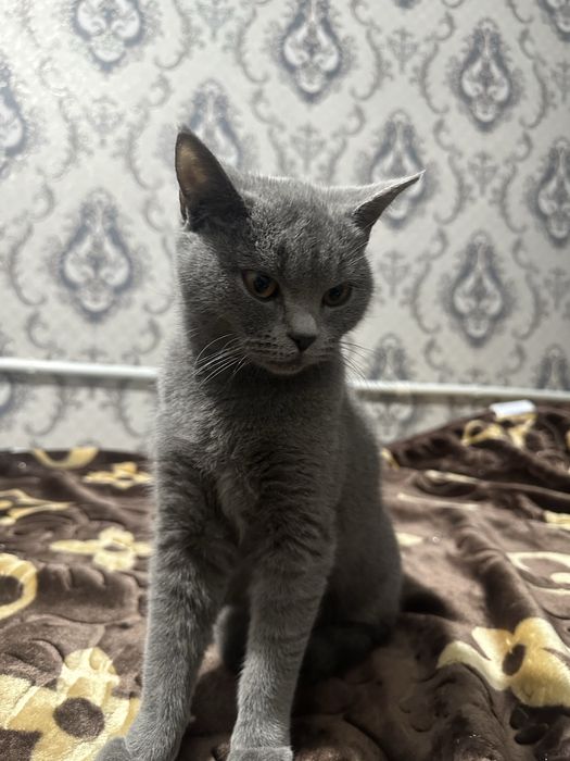 Скотиш страйт сотилади кизбола тоза