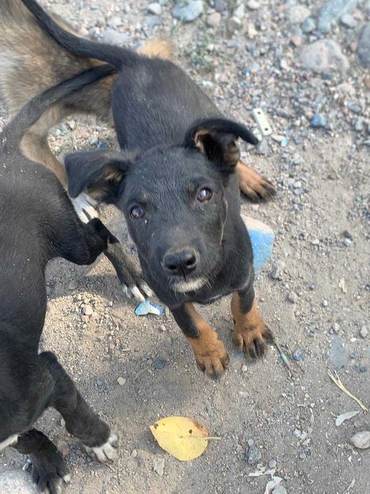 пристраиваются милые щенки