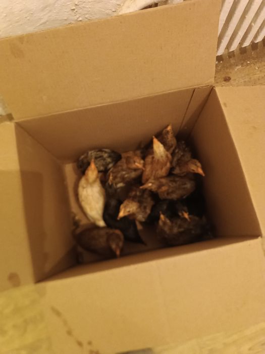 Балапан сатылады