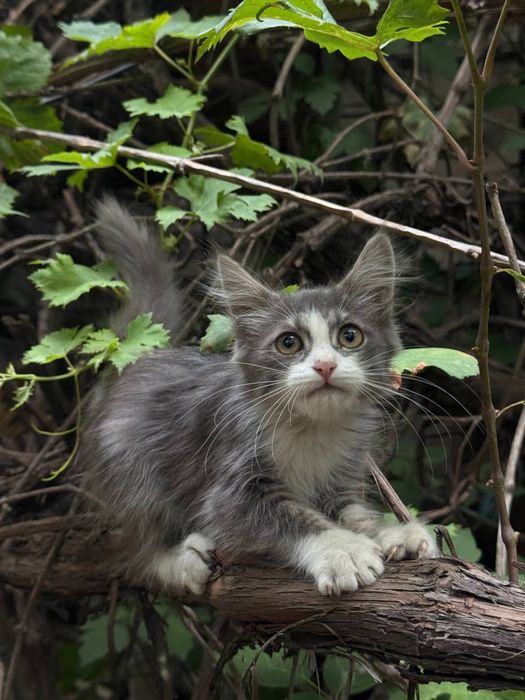 Два пацана котенка. Очень ласковые.