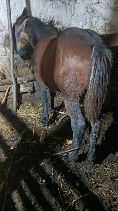 Manz 7 luni harmasar