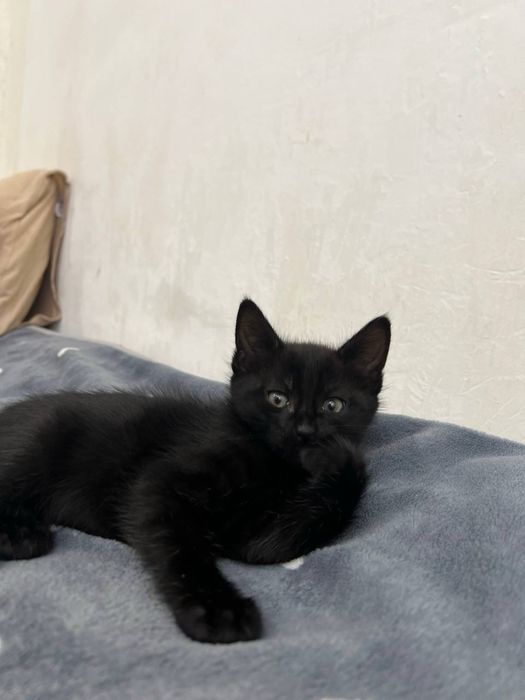Котята 3 месяца, лоток+, кушают все