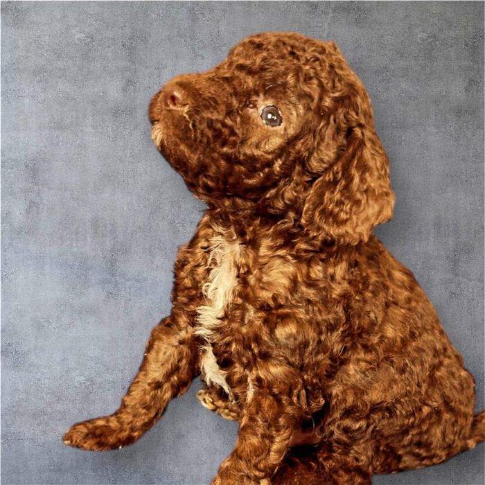 Мини пудели търсят стопани