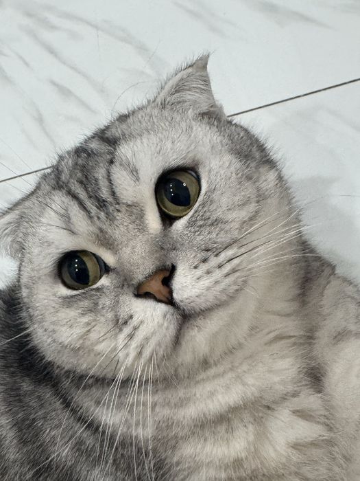 Отдадим кота в хорошие руки!