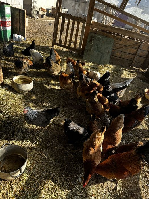 Куры тауық әтеш