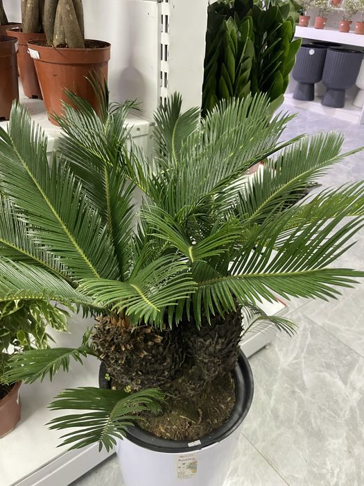 Комнатные цветы для дома и офиса