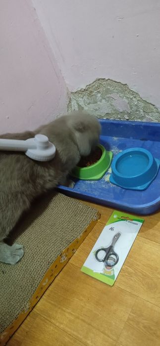 Qizning mushuki yaladi