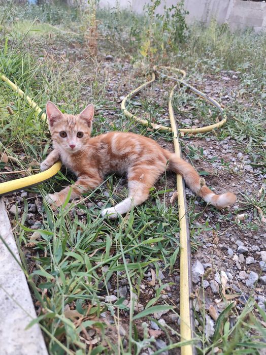 Отдаю котенка (кошечка)