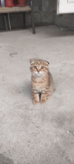 Кошка мушук скоттиш фолд