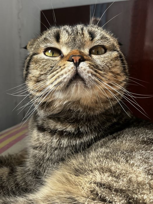 Вязка кота кот ищет девочку