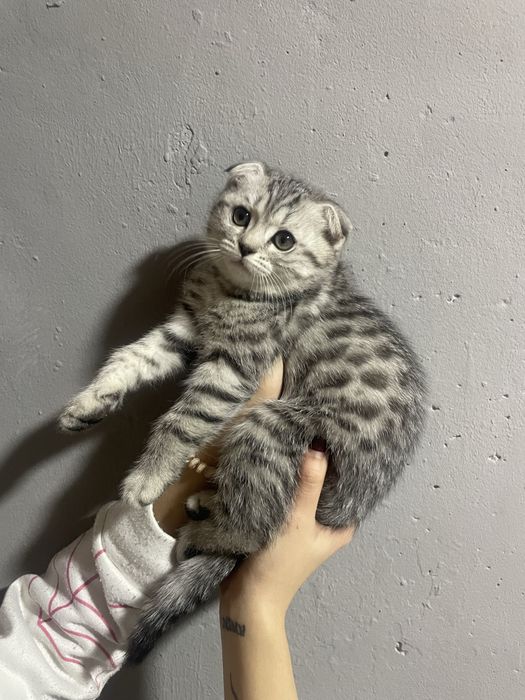 Вислоухий котенок