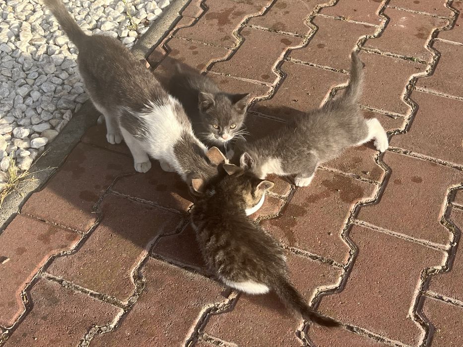 Dau spre adoptie pisici jucause 2 luni