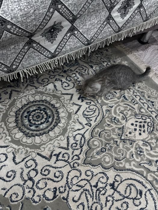 Продам котят шотландцы